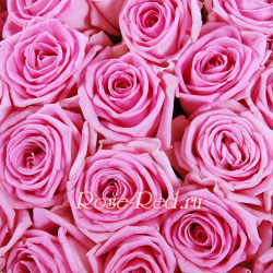 В розовом саду 101 роза