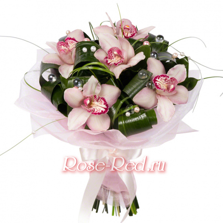 Росинка. Орхидея с зеленью