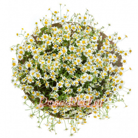 Любовь и верность