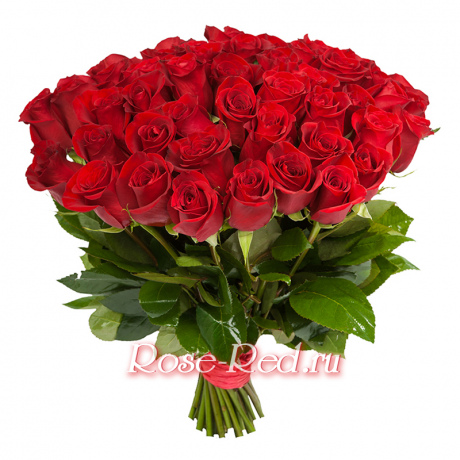 Роза Красная Премиум 60см