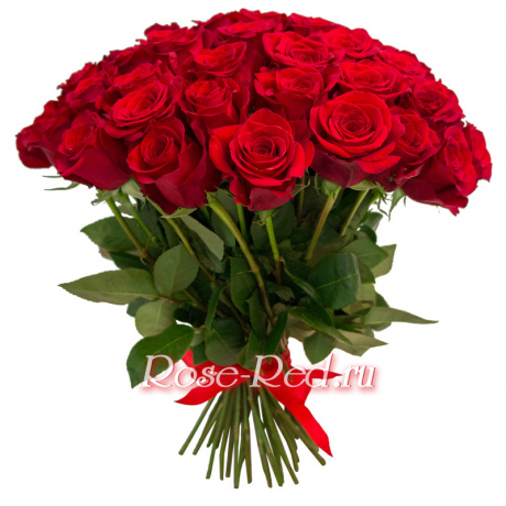 Роза Красная Премиум 70см