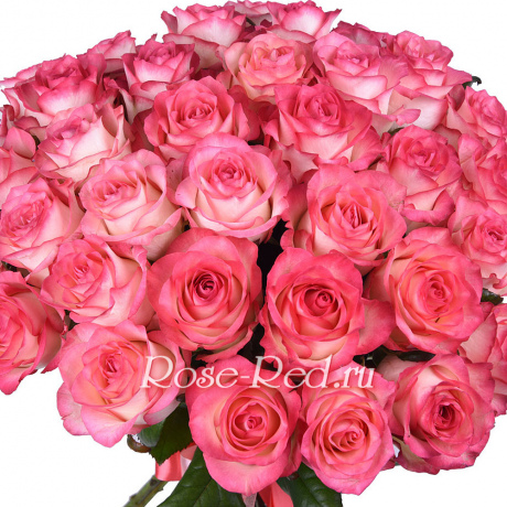 Джумилия Нежные розы