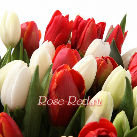 Белое солнце