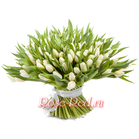 Белые тюльпаны